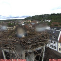 12_30-nest.jpg