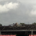 12_35-mast.jpg