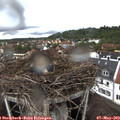 12_35-nest.jpg