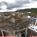 12_40-nest.jpg