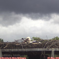 12_45-mast.jpg