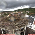 12_50-nest.jpg