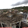 12_55-nest.jpg