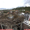 13_00-nest.jpg