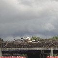13_05-mast.jpg