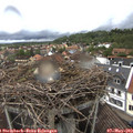 13_05-nest.jpg