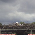 13_10-mast.jpg