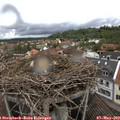 13_10-nest.jpg