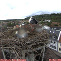 13_15-nest.jpg