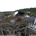 13_20-nest.jpg