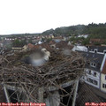 13_25-nest.jpg