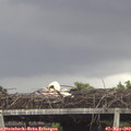13_30-mast.jpg