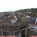 13_30-nest.jpg