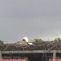 13_35-mast.jpg