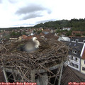 13_35-nest.jpg
