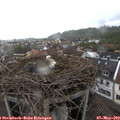 13_40-nest.jpg