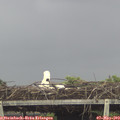 13_45-mast.jpg