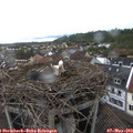 13_45-nest.jpg