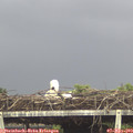 13_50-mast.jpg