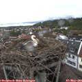 13_50-nest.jpg