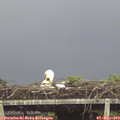 13_55-mast.jpg