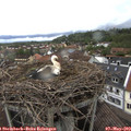 13_55-nest.jpg