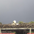 14_00-mast.jpg