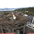 14_00-nest.jpg