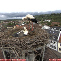 14_05-nest.jpg