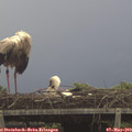 14_10-mast.jpg