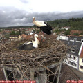 14_10-nest.jpg