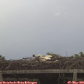 14_15-mast.jpg