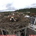 14_15-nest.jpg