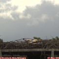 14_20-mast.jpg