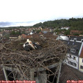 14_20-nest.jpg