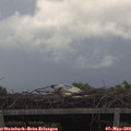 14_25-mast.jpg