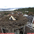 14_25-nest.jpg
