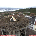 14_30-nest.jpg