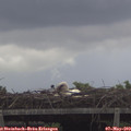 14_35-mast.jpg