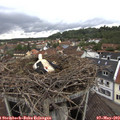14_35-nest.jpg