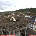 14_40-nest.jpg