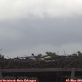 14_50-mast.jpg