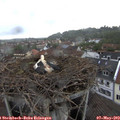 14_50-nest.jpg