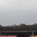 14_55-mast.jpg