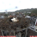 14_55-nest.jpg