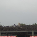 15_00-mast.jpg
