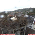 15_00-nest.jpg
