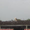 15_05-mast.jpg