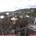 15_05-nest.jpg