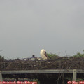15_10-mast.jpg